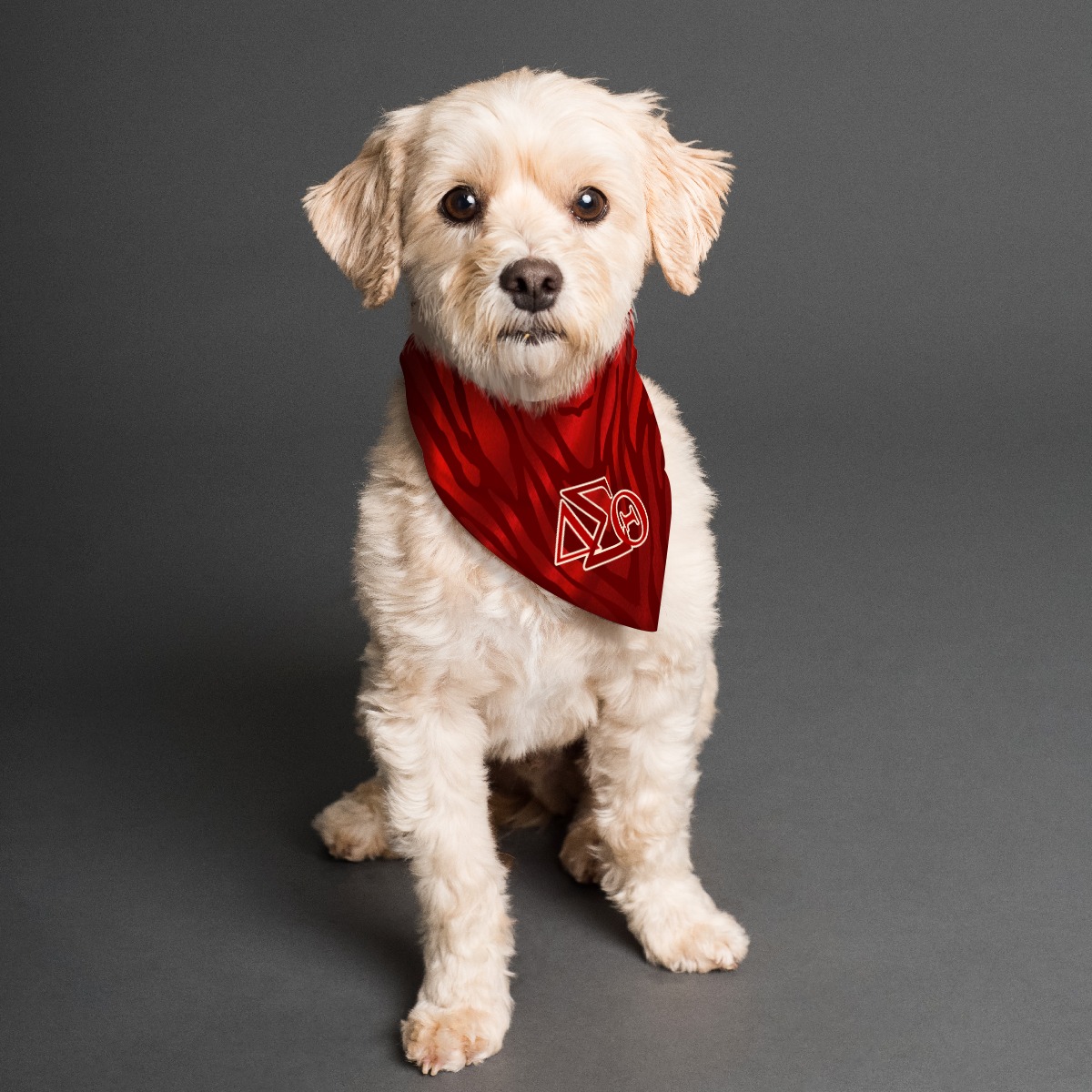 Delta Sigma Theta Pet Bandana - Image 2
